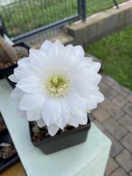 Echinopsis eyriesii